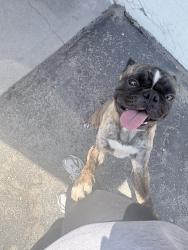 Found/Stray Male Dog last seen Rialto and waterman, San Bernardino, CA 92408