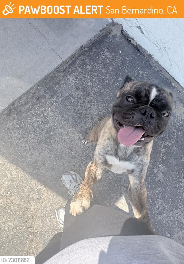 Found/Stray Male Dog last seen Rialto and waterman, San Bernardino, CA 92408
