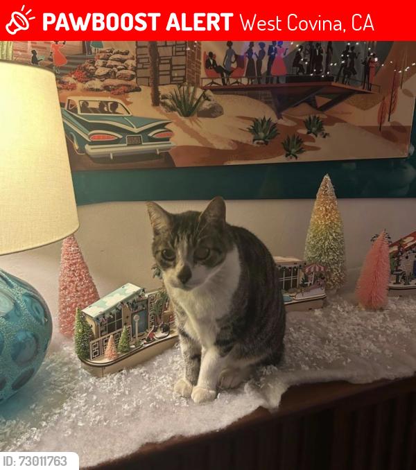 Lost Male Cat last seen E Thackery Ave and S Leaf Ave, West Covina, CA 91791