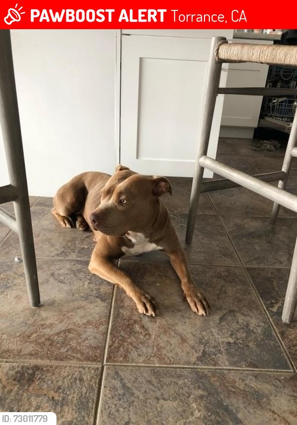 Lost Female Dog last seen vermont ave and torrance blvd, Torrance, CA 90502