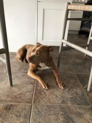 Lost Female Dog last seen vermont ave and torrance blvd, Torrance, CA 90502