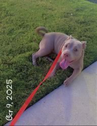 Lost Female Dog last seen Close to Kroger , Nashville, TN 37218