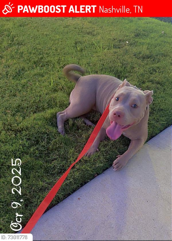 Lost Female Dog last seen Close to Kroger , Nashville, TN 37218