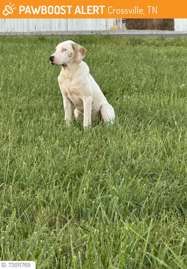 Found/Stray Male Dog last seen Creation Road, Crossville, TN 38571