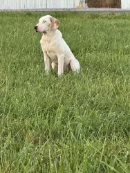 Found/Stray Male Dog last seen Creation Road, Crossville, TN 38571