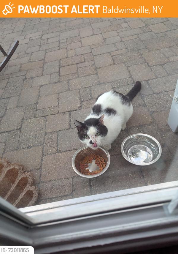 Found/Stray Unknown Cat last seen Kellogg, Baldwinsville, NY 13027
