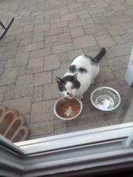 Found/Stray Unknown Cat last seen Kellogg, Baldwinsville, NY 13027