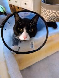 Lost Male Cat last seen Optimist Park Greenway, Tallahassee, FL 32301