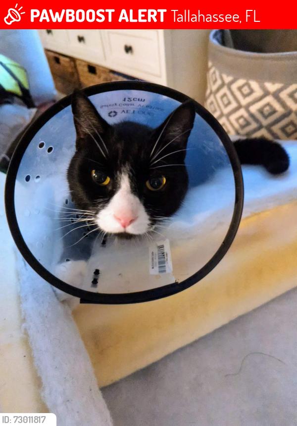 Lost Male Cat last seen Optimist Park Greenway, Tallahassee, FL 32301