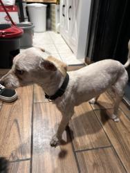Reunited Female Dog last seen Ontario st Lynn ma , Lynn, MA 01905