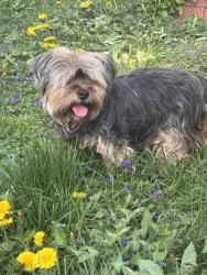 Lost Male Dog last seen Washington Park, Indianapolis, IN 46218