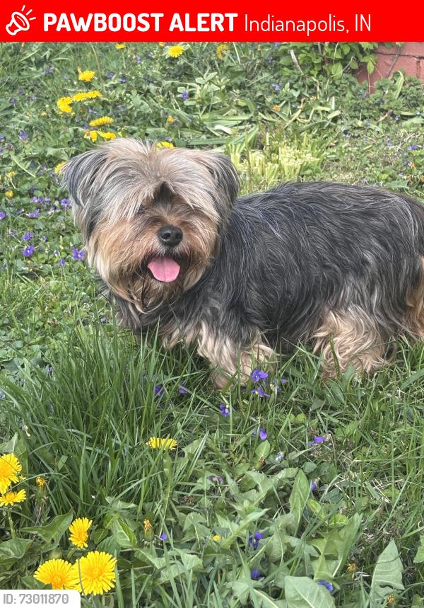 Lost Male Dog last seen Washington Park, Indianapolis, IN 46218
