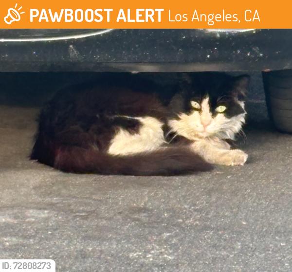 Found/Stray Unknown Cat last seen Califa St and Fair Ave., Los Angeles, CA 91601