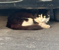 Found/Stray Unknown Cat last seen Califa St and Fair Ave., Los Angeles, CA 91601