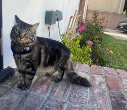 Lost Male Cat last seen Tujunga and Oxnard, Los Angeles, CA 91601