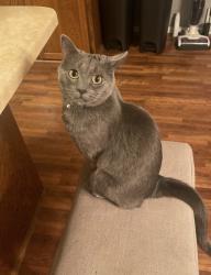 Reunited Female Cat last seen Crossroads dr de pere , Hobart, WI 54115