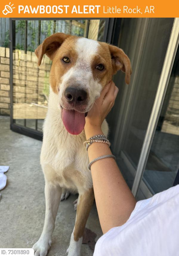 Found/Stray Female Dog last seen Junior Deputy Baseball Park, Little Rock, AR 72202