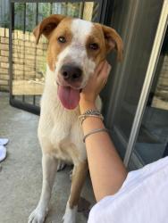 Found/Stray Female Dog last seen Junior Deputy Baseball Park, Little Rock, AR 72202