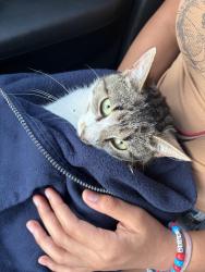 Found/Stray Unknown Cat last seen Janes and 19th st, Saginaw, MI 48601