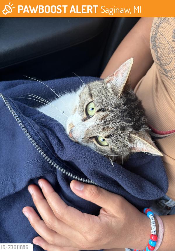 Found/Stray Unknown Cat last seen Janes and 19th st, Saginaw, MI 48601