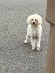 Found/Stray Unknown Dog last seen S 4th St and W Fay, Edinburg, TX 78539