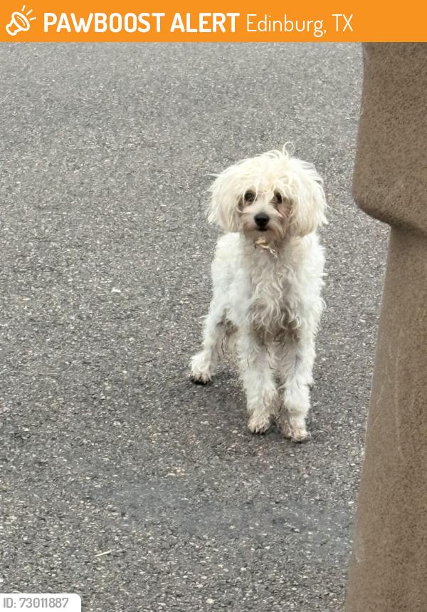 Found/Stray Unknown Dog last seen S 4th St and W Fay, Edinburg, TX 78539