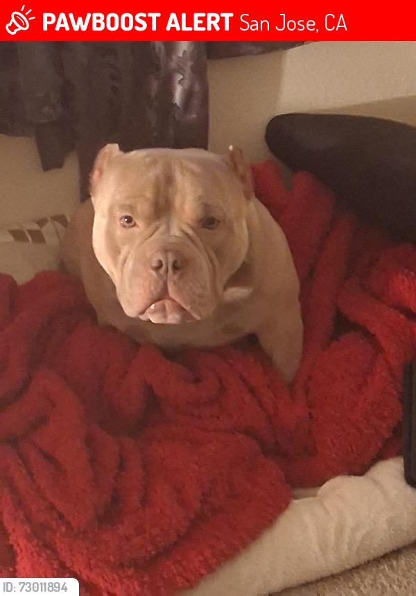 Lost Male Dog last seen King and tully, San Jose, CA 95122