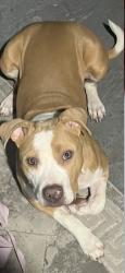 Lost Female Dog last seen 119th and Yale , Chicago, IL 60628