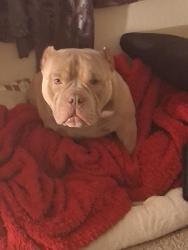 Lost Male Dog last seen King and tully, San Jose, CA 95122