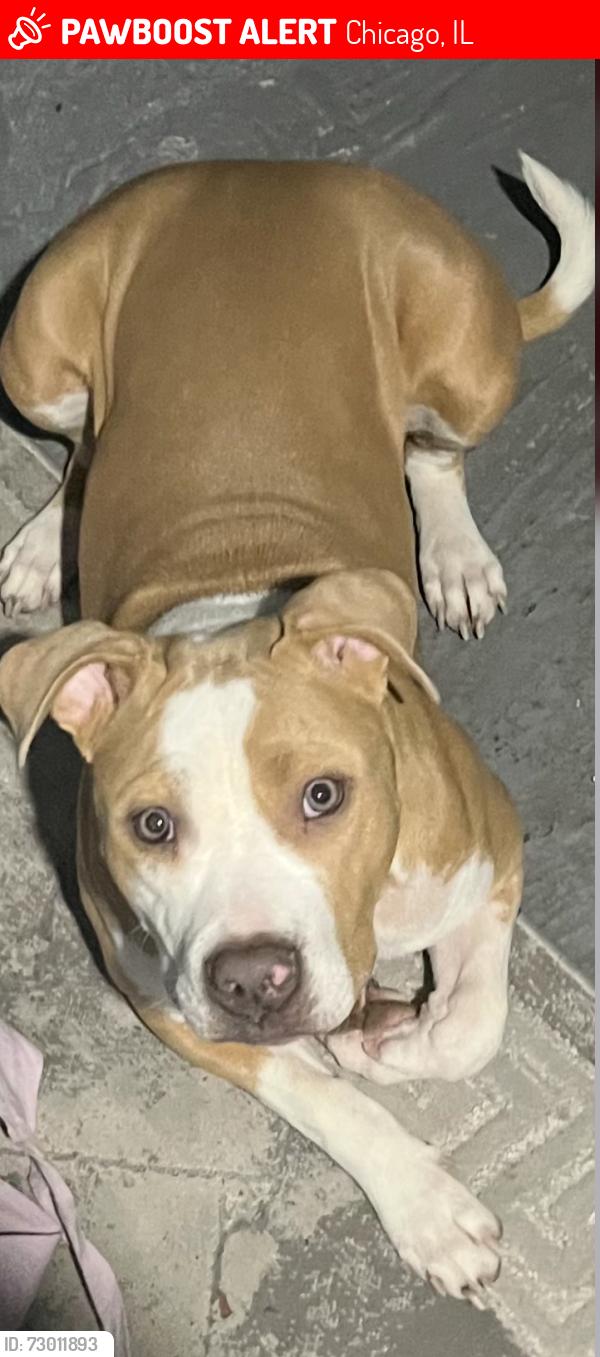 Lost Female Dog last seen 119th and Yale , Chicago, IL 60628