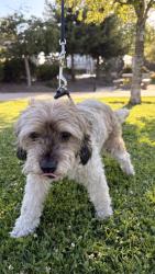 Found/Stray Female Dog last seen Homes, San Leandro, CA 94577