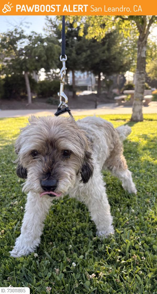 Found/Stray Female Dog last seen Homes, San Leandro, CA 94577