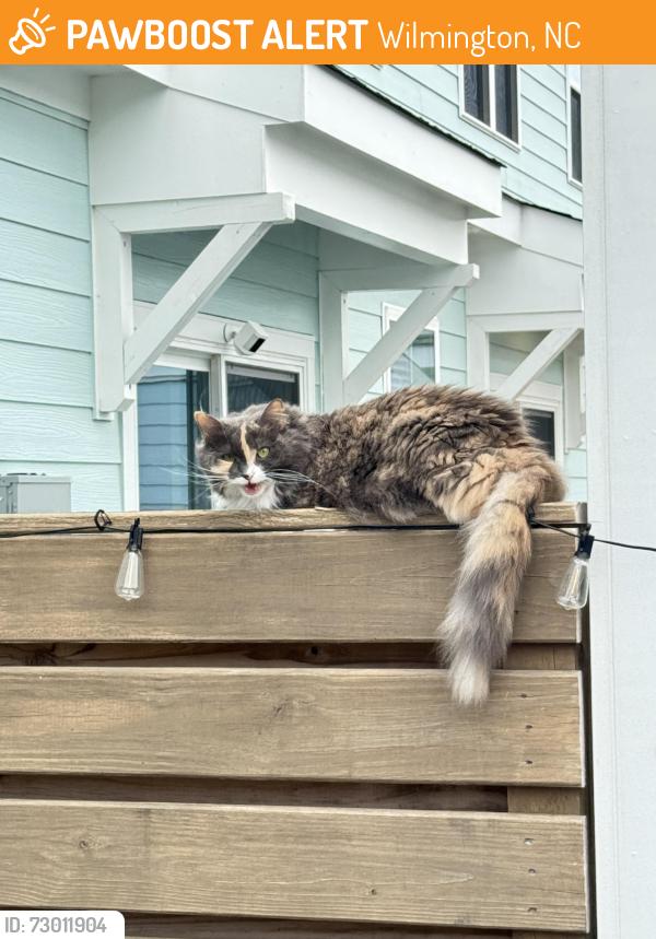Found/Stray Female Cat last seen Riverlights, Wilmington, NC 28412