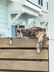 Found/Stray Female Cat last seen Riverlights, Wilmington, NC 28412