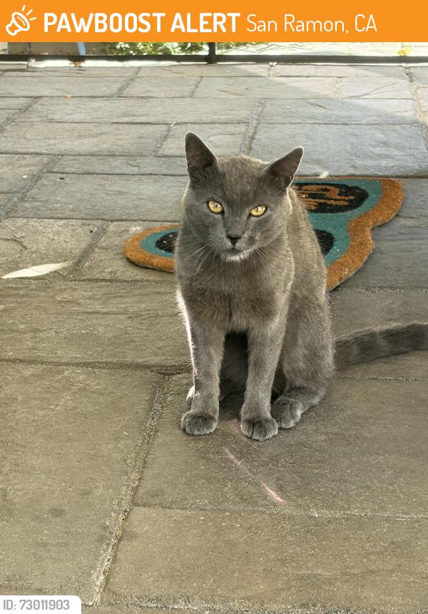 Found/Stray Unknown Cat last seen broadmoor/ Pine Valley Middle school, San Ramon, CA 94583