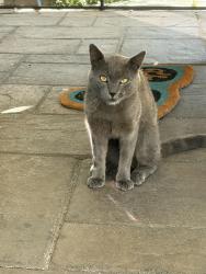Found/Stray Unknown Cat last seen broadmoor/ Pine Valley Middle school, San Ramon, CA 94583