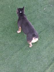 Found/Stray Female Dog last seen Decatur lake mead, Las Vegas, NV 89108