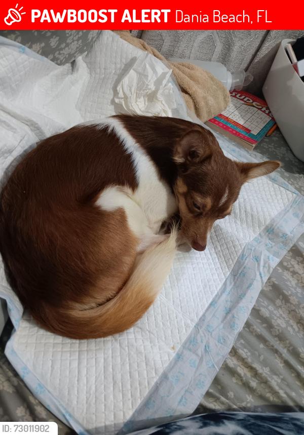Lost Male Dog last seen Griffin and 33rd st SW, Dania Beach, FL 33312