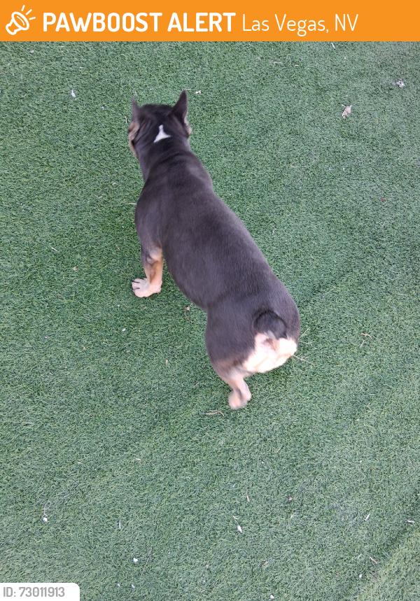 Found/Stray Female Dog last seen Decatur lake mead, Las Vegas, NV 89108