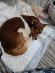 Lost Male Dog last seen Griffin and 33rd st SW, Dania Beach, FL 33312