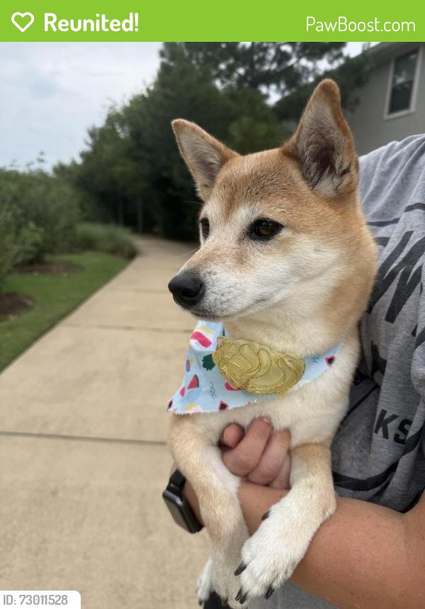 Reunited Female Dog last seen Summit Point Crossing, Cypress, TX 77433