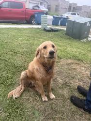 Found/Stray Male Dog last seen Kingsway, Brownsville, TX 78526