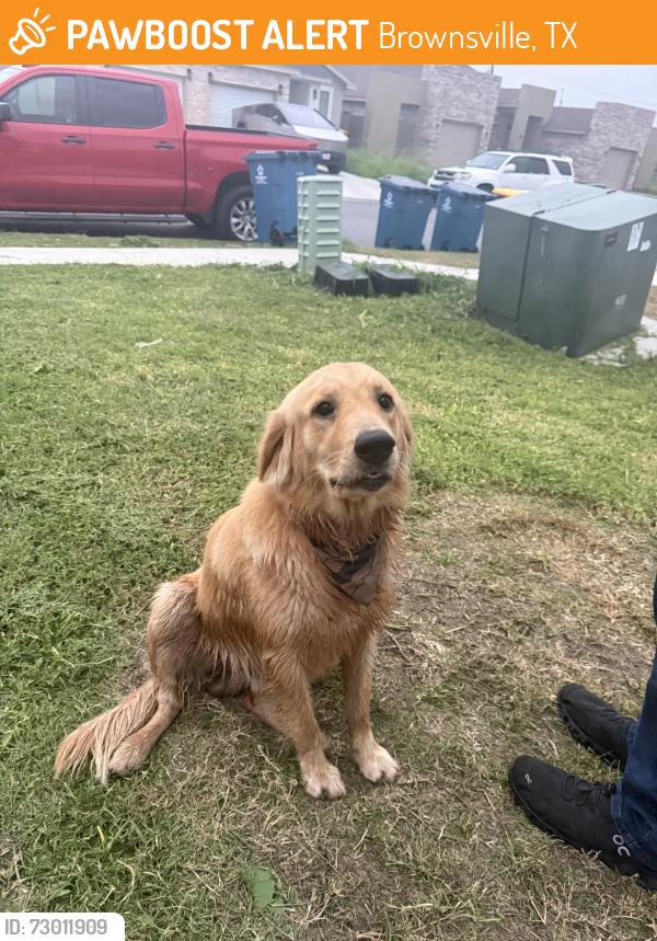 Found/Stray Male Dog last seen Kingsway, Brownsville, TX 78526