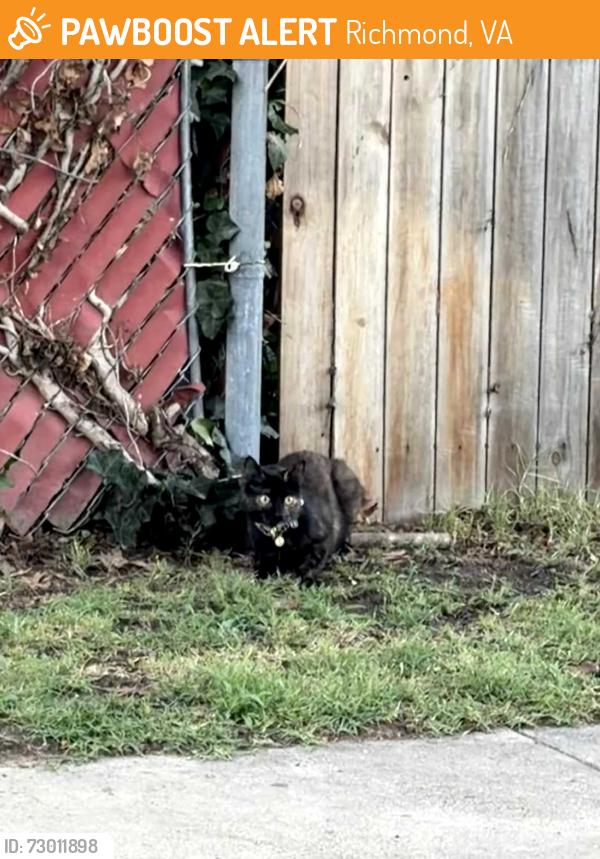 Found/Stray Female Cat last seen Northumberland and Sherwood, Richmond, VA 23220