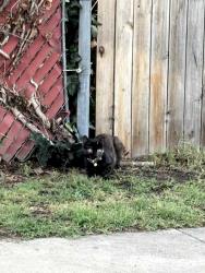 Found/Stray Female Cat last seen Northumberland and Sherwood, Richmond, VA 23220