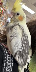 Lost Male Bird last seen Michigan and 18th St , Santa Monica, CA 90404