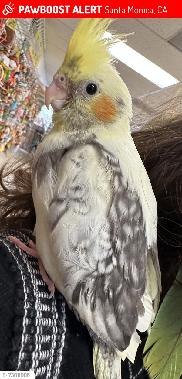 Lost Male Bird last seen Michigan and 18th St , Santa Monica, CA 90404