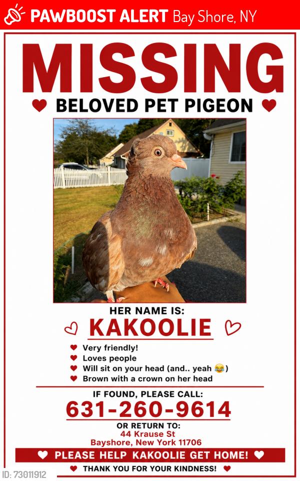 Lost Female Bird last seen Near Krause St , Bay Shore, NY 11706