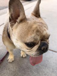 Found/Stray Male Dog last seen Hopeful and Siferd, Colorado Springs, CO 80917