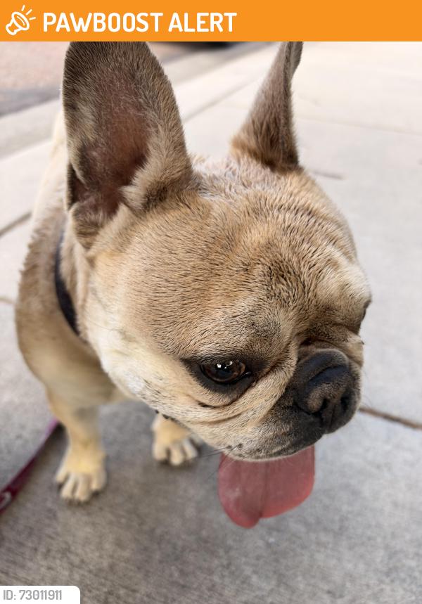 Found/Stray Male Dog last seen Hopeful and Siferd, Colorado Springs, CO 80917